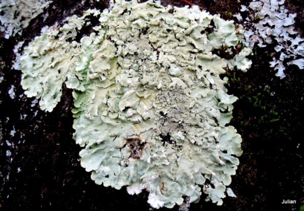 u02 - lichen
