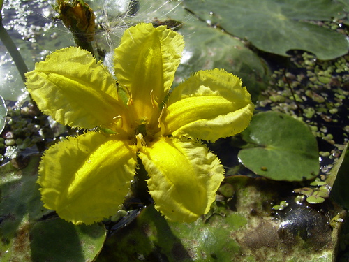 Fleurs cultivées : Nymphoides peltata