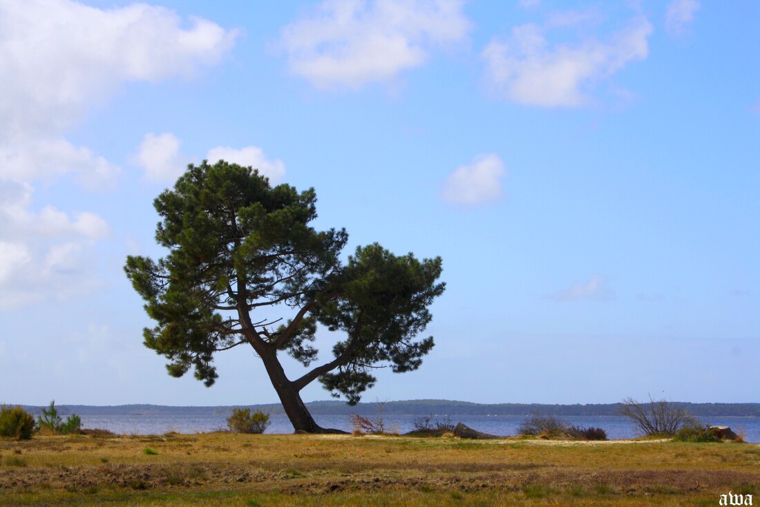 Le long du lac de Lacanau fin fevrier 2015