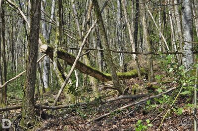 Pergolas, bois tordus et brûlé