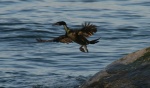 Oiseaux