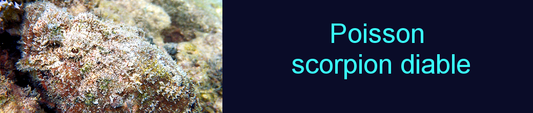 poisson scorpion diable