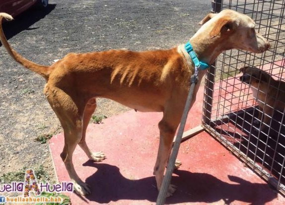 Cristo lévrier podenco âgé de 4 ans à l'adoption en Haute Normandie