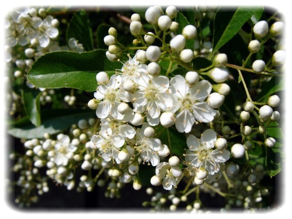 Le Pyracantha du jardin 