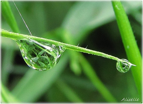 Goutte-pluie-sur-brin-d-herbe.jpg