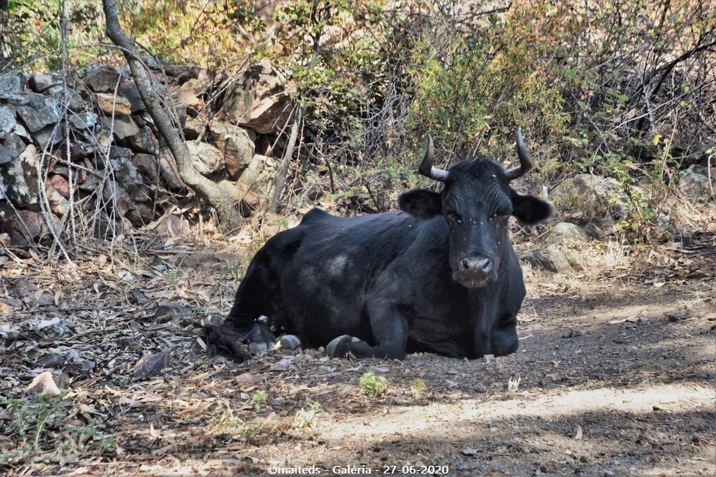 L'heure de la sieste pour cette touriste déjà fatiguée - Galéria - Corse