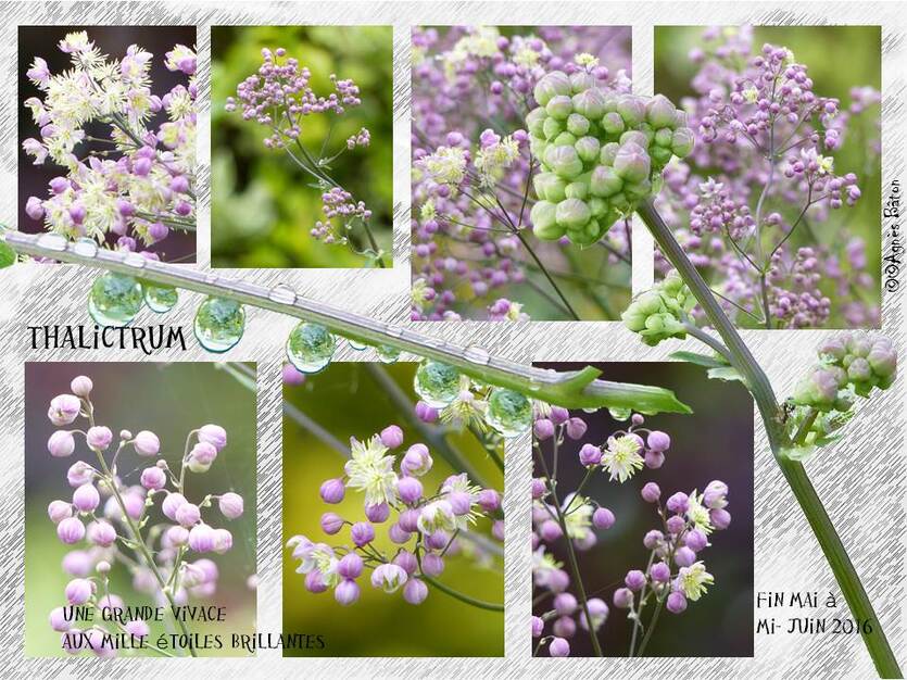 le thalictrum : une vivace bien étonnante