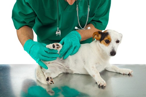 10 principales mitos sobre las pulgas en perros y gatos