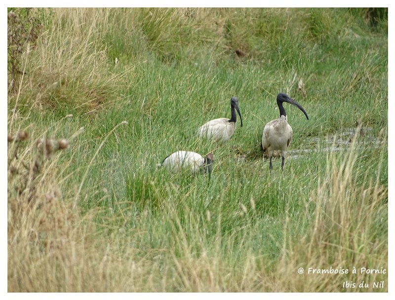 Ibis sacré du Nil - 2016 - 