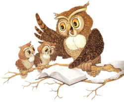 Hibou et Chouette