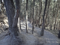 Le sentier à travers la forêt