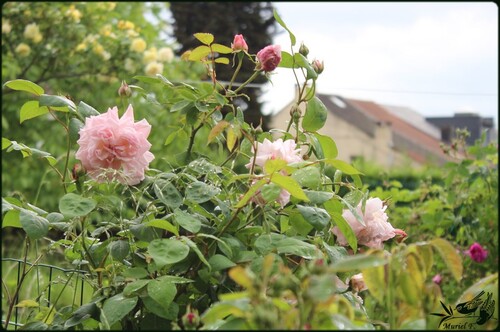 Après les pluies    ..... les averses et les roses: