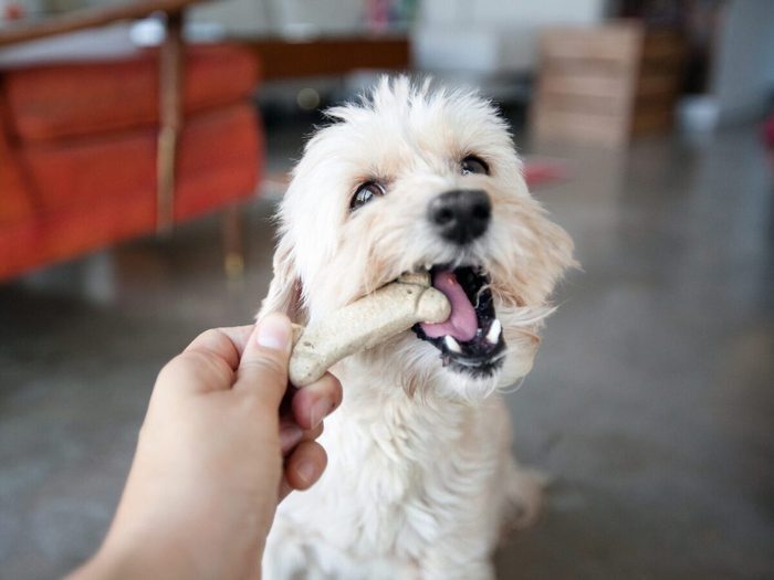 Hand Of Young Woman Feeding Dog A Biscuit In Living Room