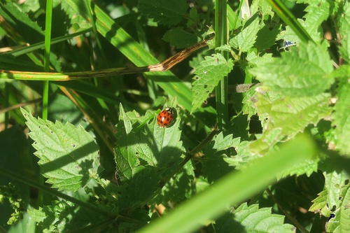 Coccinellidae