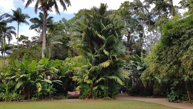 1er Août - Cairns Jardin Botanique