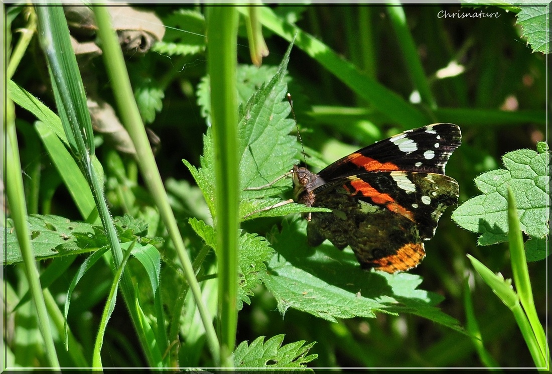 Vanessa atalanta (Le vulcain)