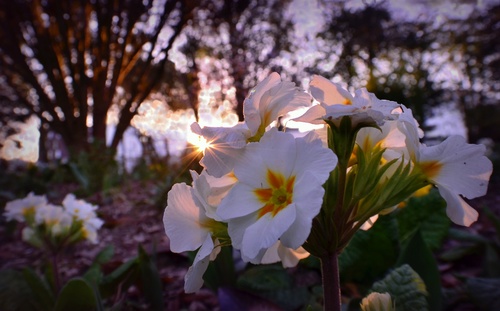 Soleil de printemps !