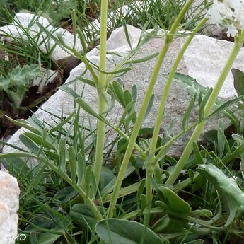 Valeriana tuberosa - valériane tubéreuse