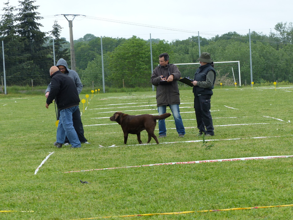 Concours de cavage de Cerilly.