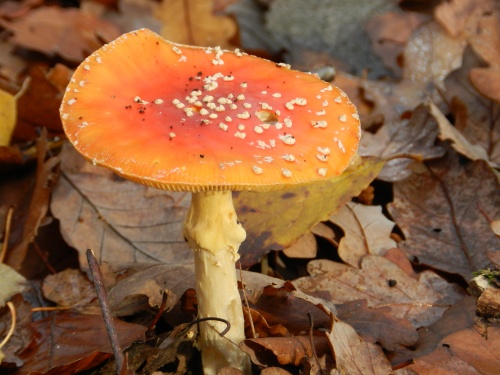Les beaux champignons de la Chartre sur le Loir