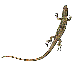 RÃ©sultat de recherche d'images pour "lezard gif"