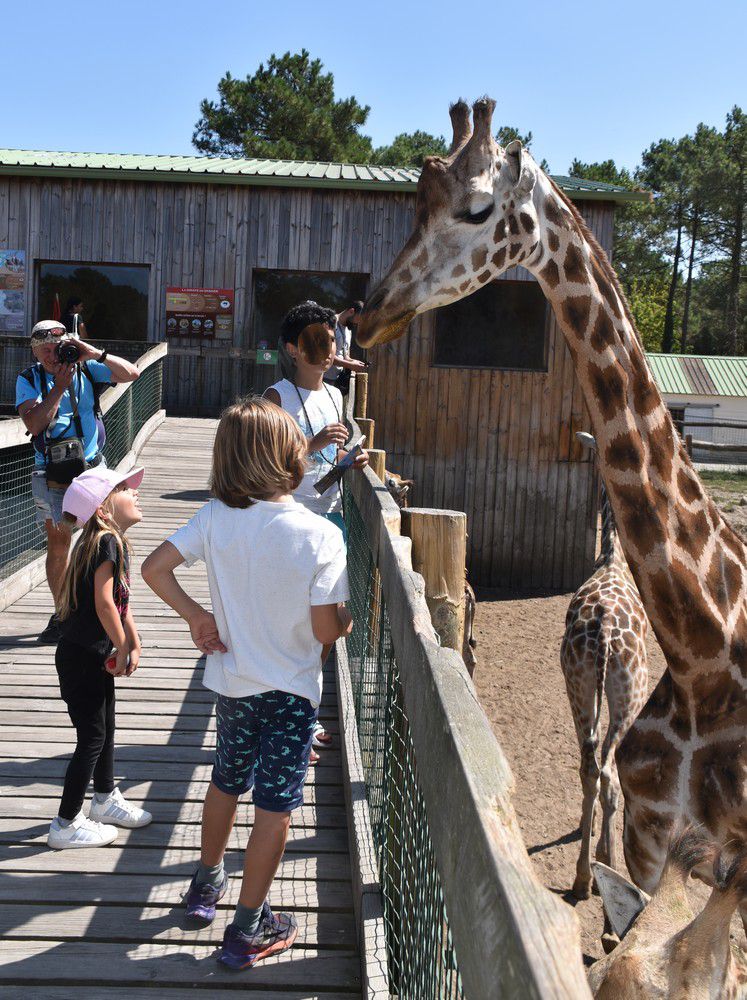 Les girafes du Zoo de La Teste - août 2024...