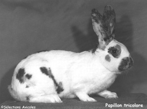 Papillon tricolore