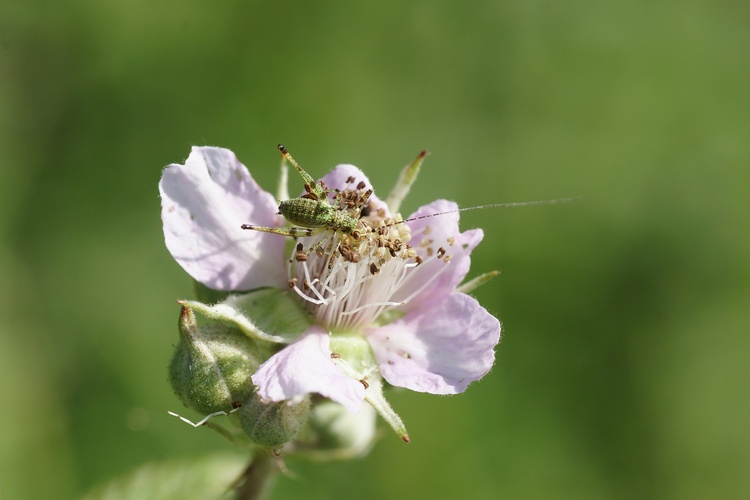 bestiole sur fleur d'églantier