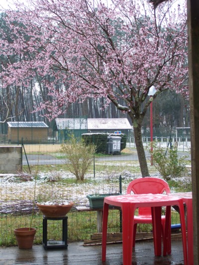 Blog de chipiron :Un chipiron dans les Landes, Prunus en fleur