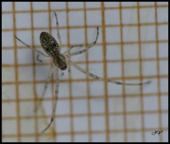 Tetragnatha juvénile.