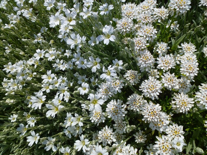 Bon dimanche avec quelques fleurs du jardin