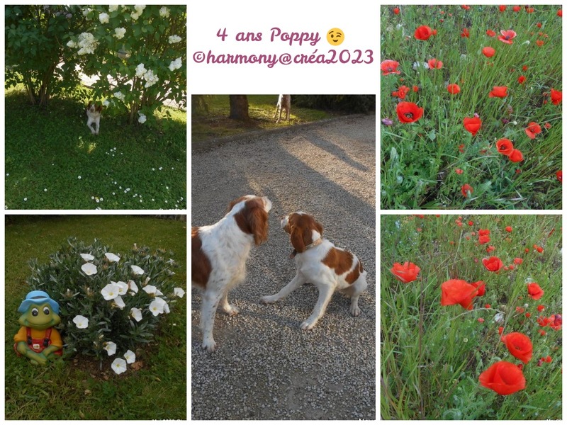 4 ans pour Poppy- Prune- Pulco