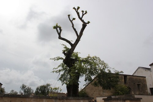 Un arbre remarquable: le "Sully" de Planay...