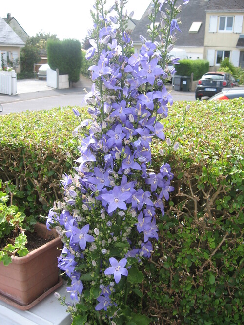 CAMPANULE BLEUE