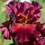 Iris 'Rip City' de Bourdillon