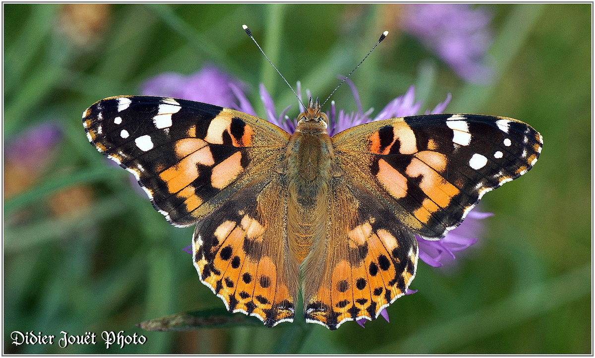 Belle Dame (1) - Vanessa cardui