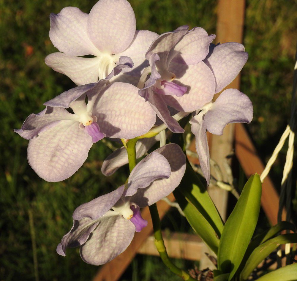 Mes orchidées vandas - août 2020...