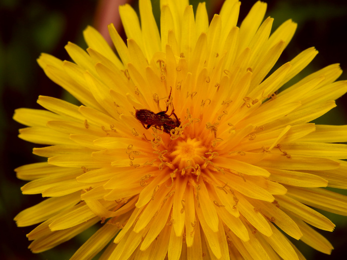 Fleurs d'été diverses.Volet 2.