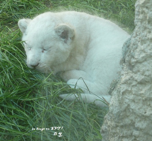 Quatre bébés lions blancs à Pont-Scorff