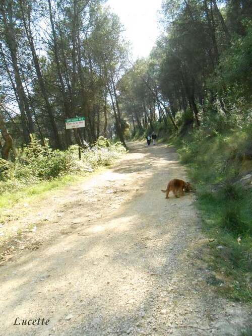 Promenade dans le parc naturelC de la Valmasque au dessus d'Antibes