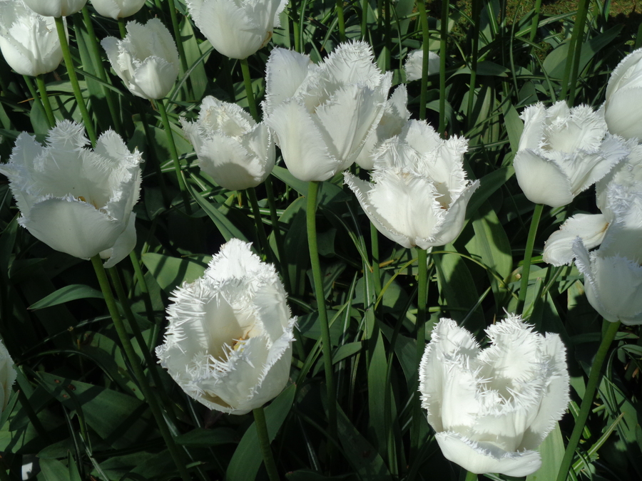 KEUKENHOF  EN  HOLLANDE