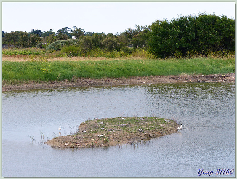 L'îlot aux oiseaux - La Couarde-sur-Mer - Île de Ré - 17