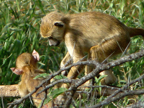 bébé singe tombe