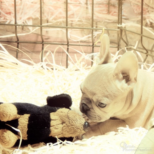 Salon des animaux