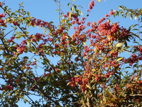 COULEURS D'AUTOMNE A BEAUGENCY