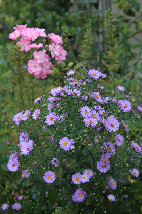 Jardin d'automne