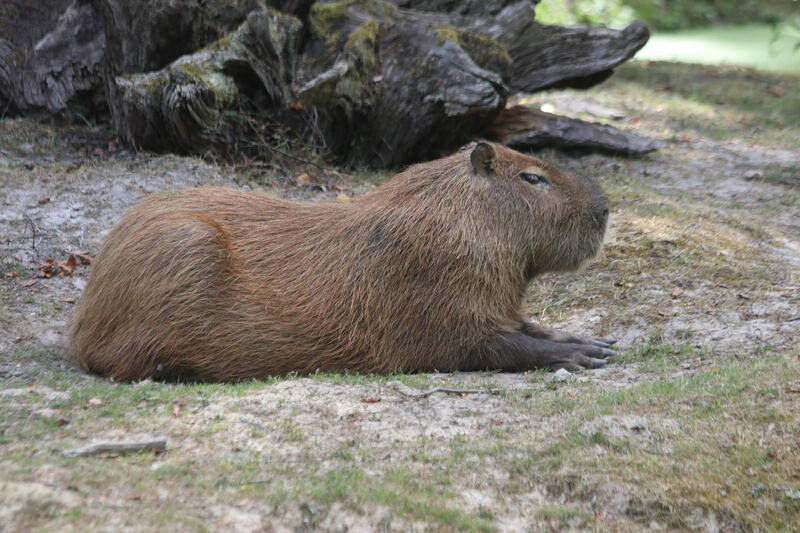 Cabiai (ou Capybara)