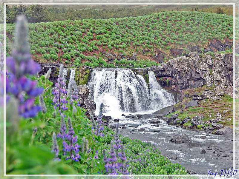 07/06/2023 : départ, en principe pour une randonnée vers la cascade Glymur, mais il tombe des cordes ! Donc ce sera la découverte du fjord Hvalfjordur et Fossárrétt Waterfall - Islande