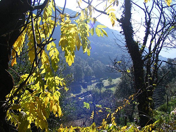 jardin d'automne (28)