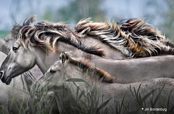 Les animaux sauvages ... 